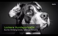 Lockere Hundeportraits - Bunte Hintergr�nde, witzige Details